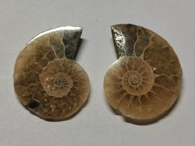 七河·世界世界币章杂件小拍（总第40期） - 藏家出品X783（3）马达加斯加中生代菊石化石对开品 本件拍品由合作藏家负责邮寄