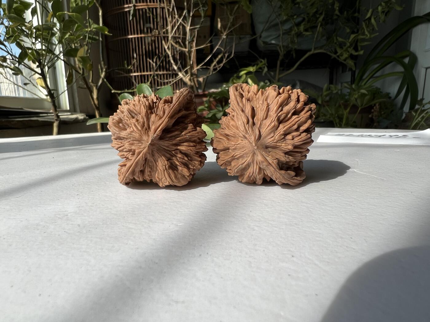 零元拍：自家2025年下树的文玩核桃四座楼狮子头，自家树的果子，无农药，无化肥，无夹板，不泡漂白剂，尺寸见图，以实物为准。没有做深度清理。因为打青皮晚了，有的皮壳被沤，造成皮质有色差，介意勿拍