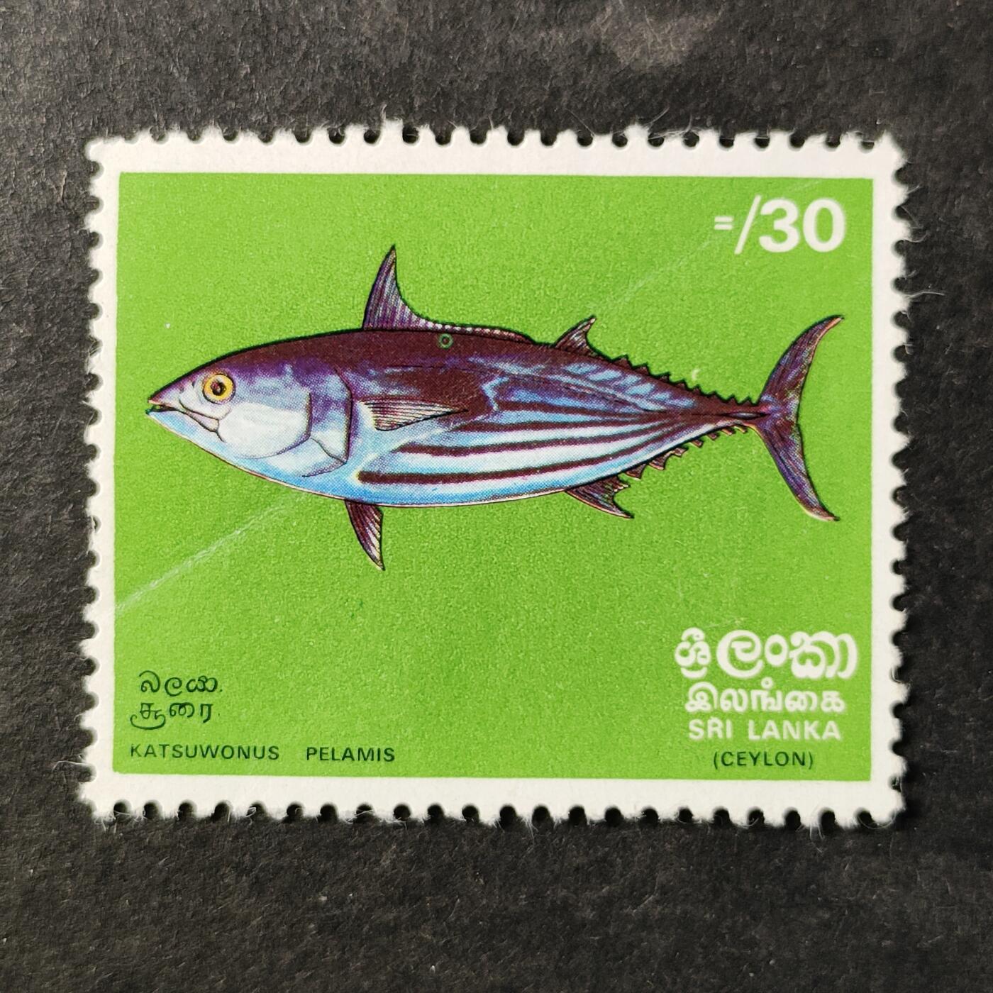 ↓君缘收藏755期☞钱币邮品↓无佣金、可寄存、满30元包邮  斯里兰卡邮票，1972年海洋鱼类·鲣鱼邮票