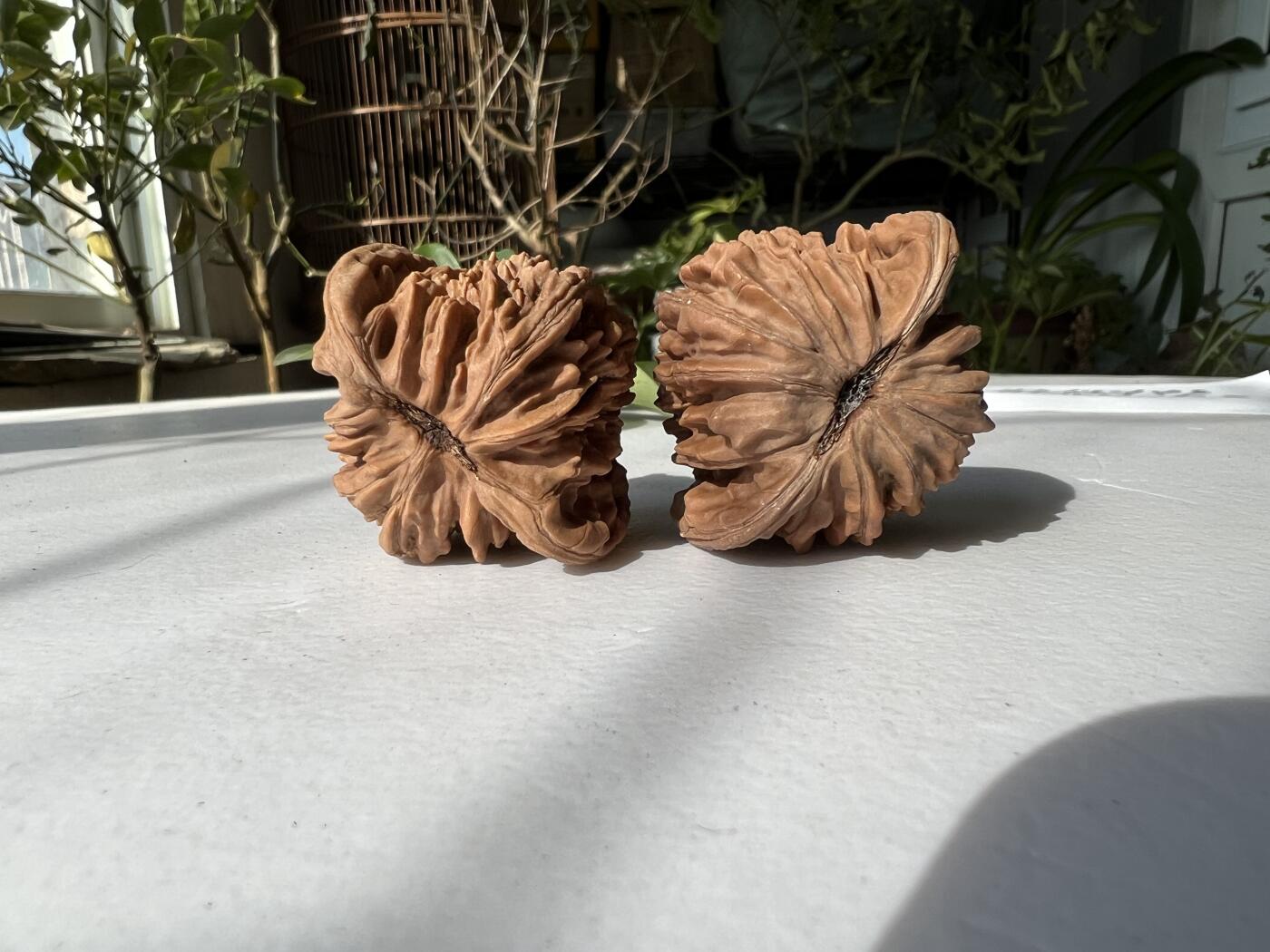 零元拍：自家2025年下树的文玩核桃四座楼狮子头，自家树的果子，无农药，无化肥，无夹板，不泡漂白剂，尺寸见图，以实物为准。没有做深度清理。因为打青皮晚了，有的皮壳被沤，造成皮质有色差，介意勿拍