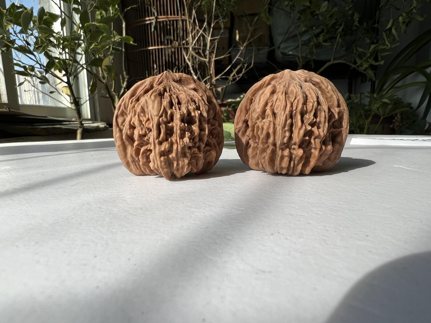 零元拍：自家2025年下树的文玩核桃四座楼狮子头，自家树的果子，无农药，无化肥，无夹板，不泡漂白剂，尺寸见图，以实物为准。没有做深度清理。因为打青皮晚了，有的皮壳被沤，造成皮质有色差，介意勿拍