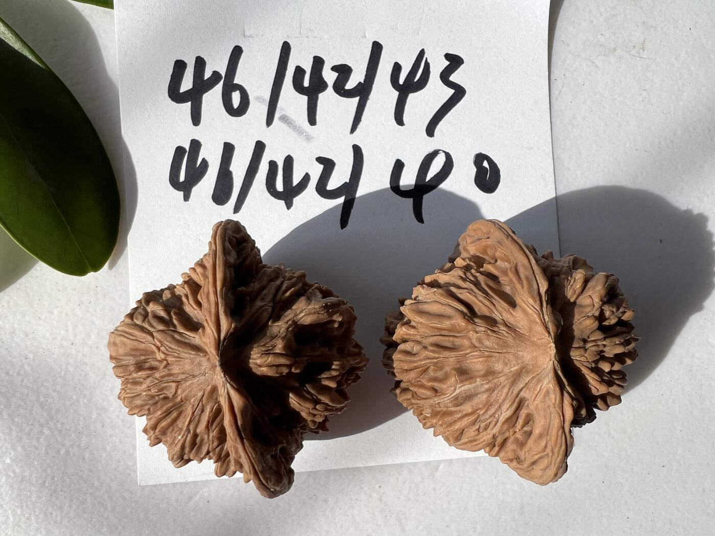 零元拍：自家2025年下树的文玩核桃四座楼狮子头，自家树的果子，无农药，无化肥，无夹板，不泡漂白剂，尺寸见图，以实物为准。没有做深度清理。因为打青皮晚了，有的皮壳被沤，造成皮质有色差，介意勿拍