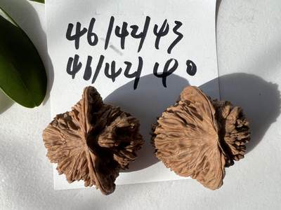 零元拍：自家2025年下树的文玩核桃四座楼狮子头，自家树的果子，无农药，无化肥，无夹板，不泡漂白剂，尺寸见图，以实物为准。没有做深度清理。因为打青皮晚了，有的皮壳被沤，造成皮质有色差，介意勿拍 - 零元拍：自家2025年下树的文玩核桃四座楼狮子头，自家树的果子，无农药，无化肥，无夹板，不泡漂白剂，尺寸见图，以实物为准。没有做深度清理。因为打青皮晚了，有的皮壳被沤，造成皮质有色差，介意勿拍