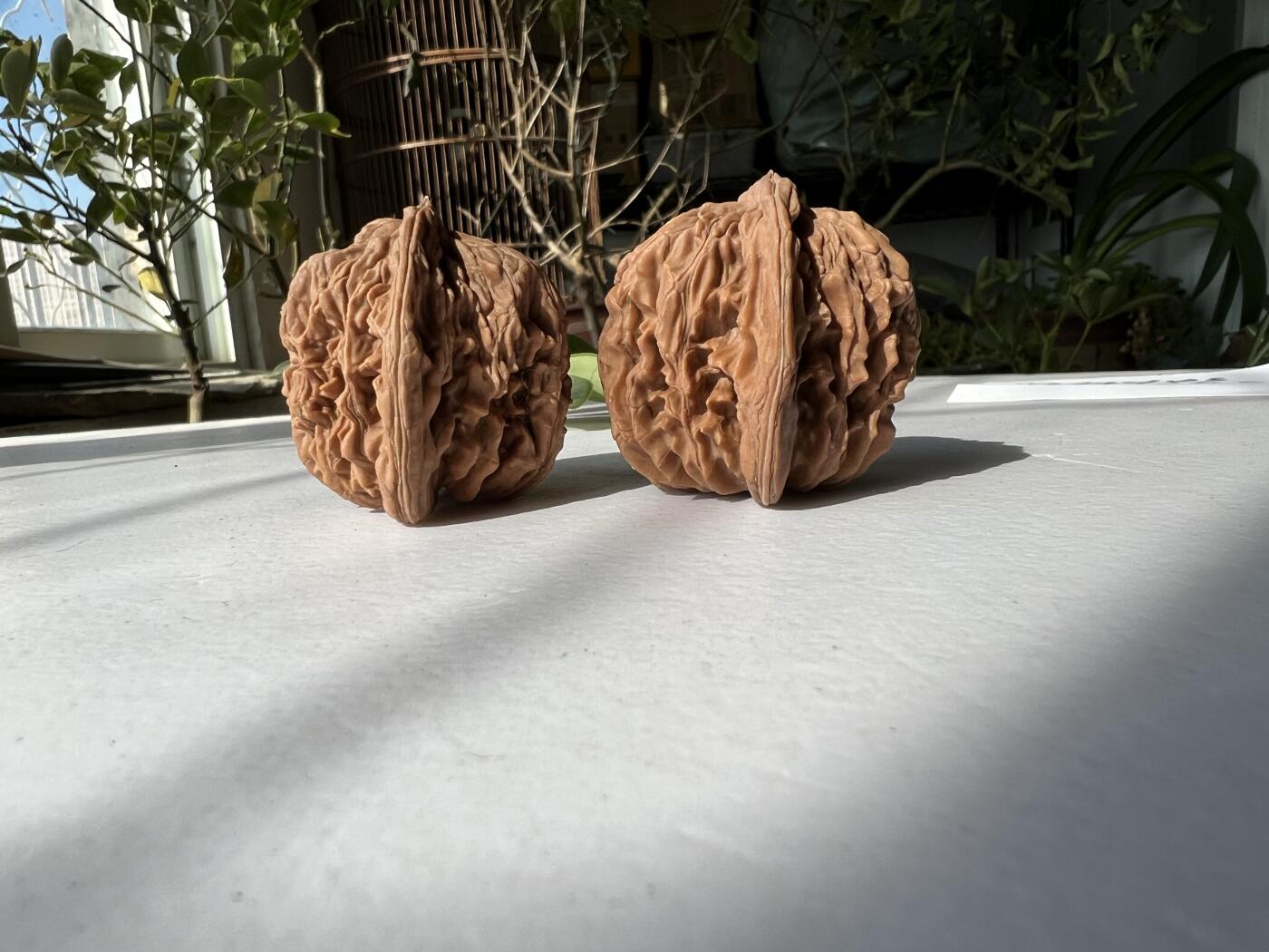 零元拍：自家2025年下树的文玩核桃四座楼狮子头，自家树的果子，无农药，无化肥，无夹板，不泡漂白剂，尺寸见图，以实物为准。没有做深度清理。因为打青皮晚了，有的皮壳被沤，造成皮质有色差，介意勿拍