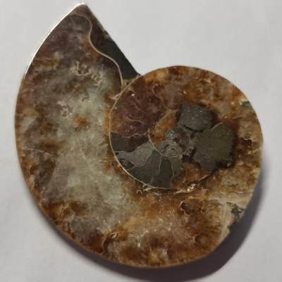 七河·藏家水晶矿标化石小拍（总第41期） - 藏家出品 X769（4）马达加斯加中生代菊石化石切片一件 