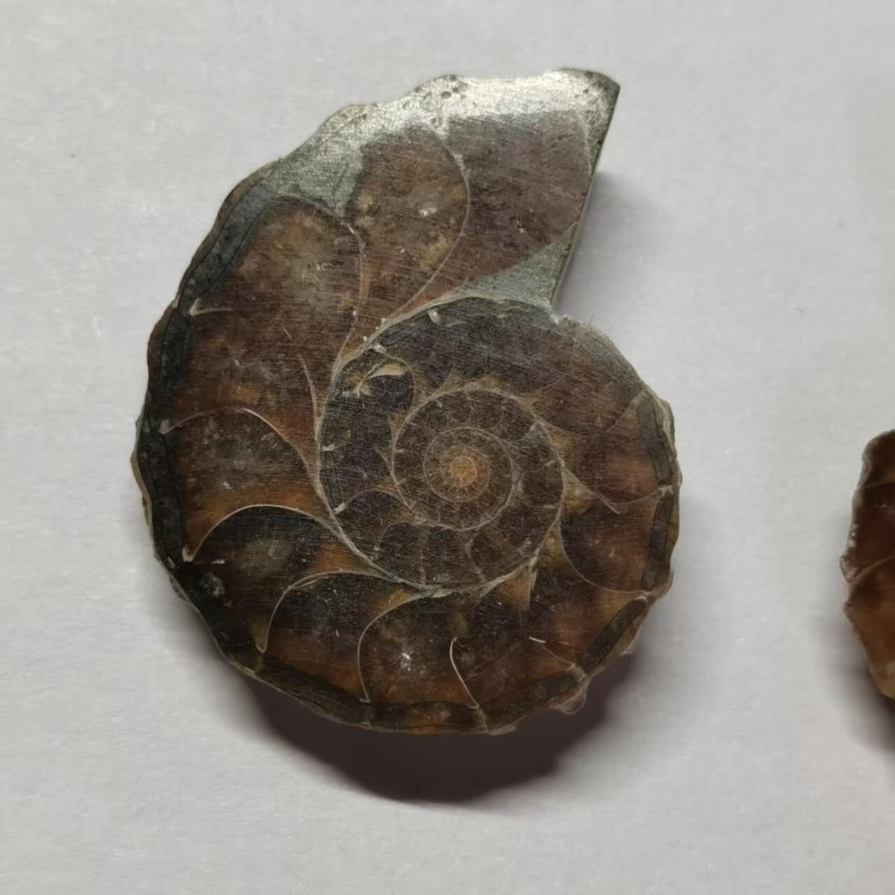 七河·藏家水晶矿标化石小拍（总第41期）