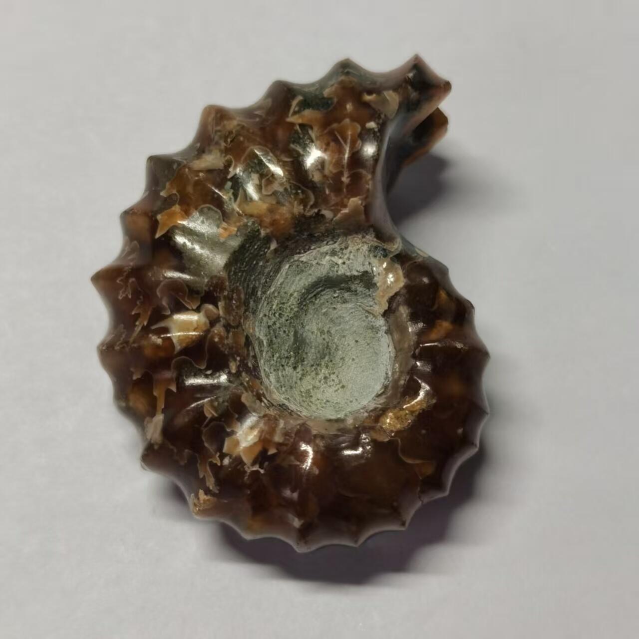 七河·藏家水晶矿标化石小拍（总第41期） 藏家出品 X793（17）马达加斯加中生代白垩纪羊角螺菊石化石