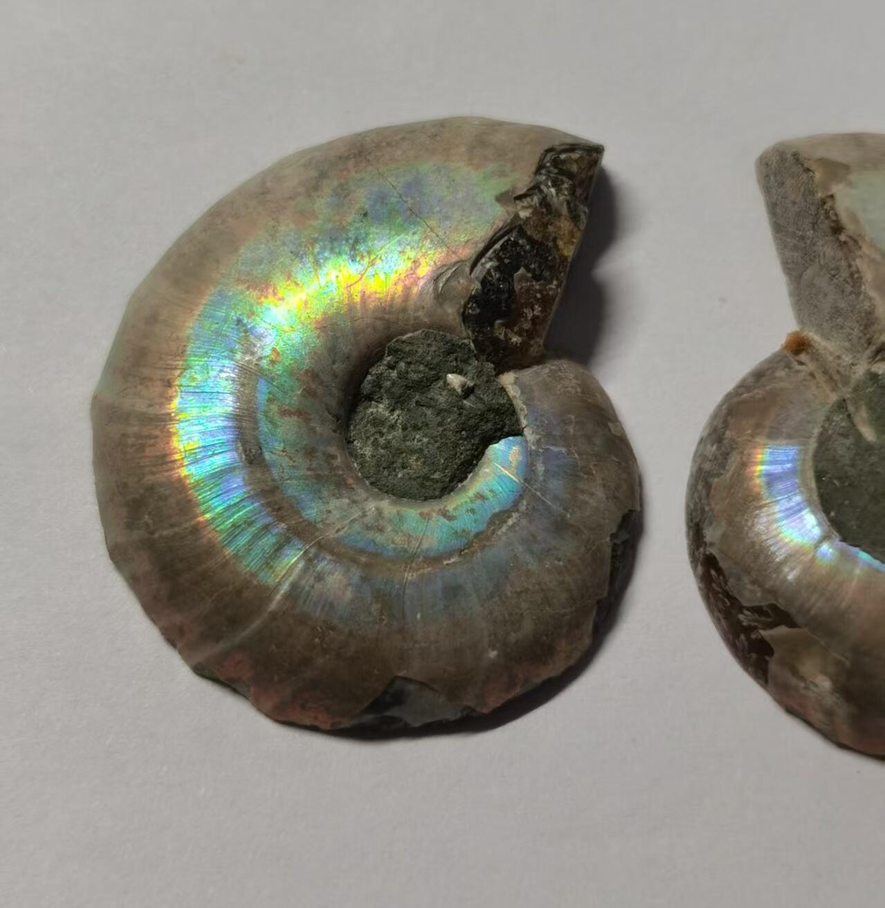 七河·藏家水晶矿标化石小拍（总第41期） 藏家出品X776（12）漂亮光泽！马达加斯加中生代菊石化石对开品 