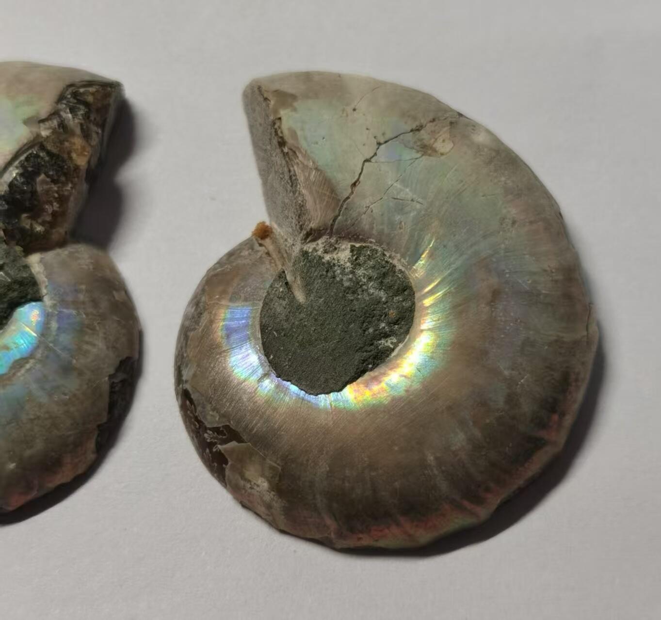 七河·藏家水晶矿标化石小拍（总第41期） 藏家出品X776（12）漂亮光泽！马达加斯加中生代菊石化石对开品 