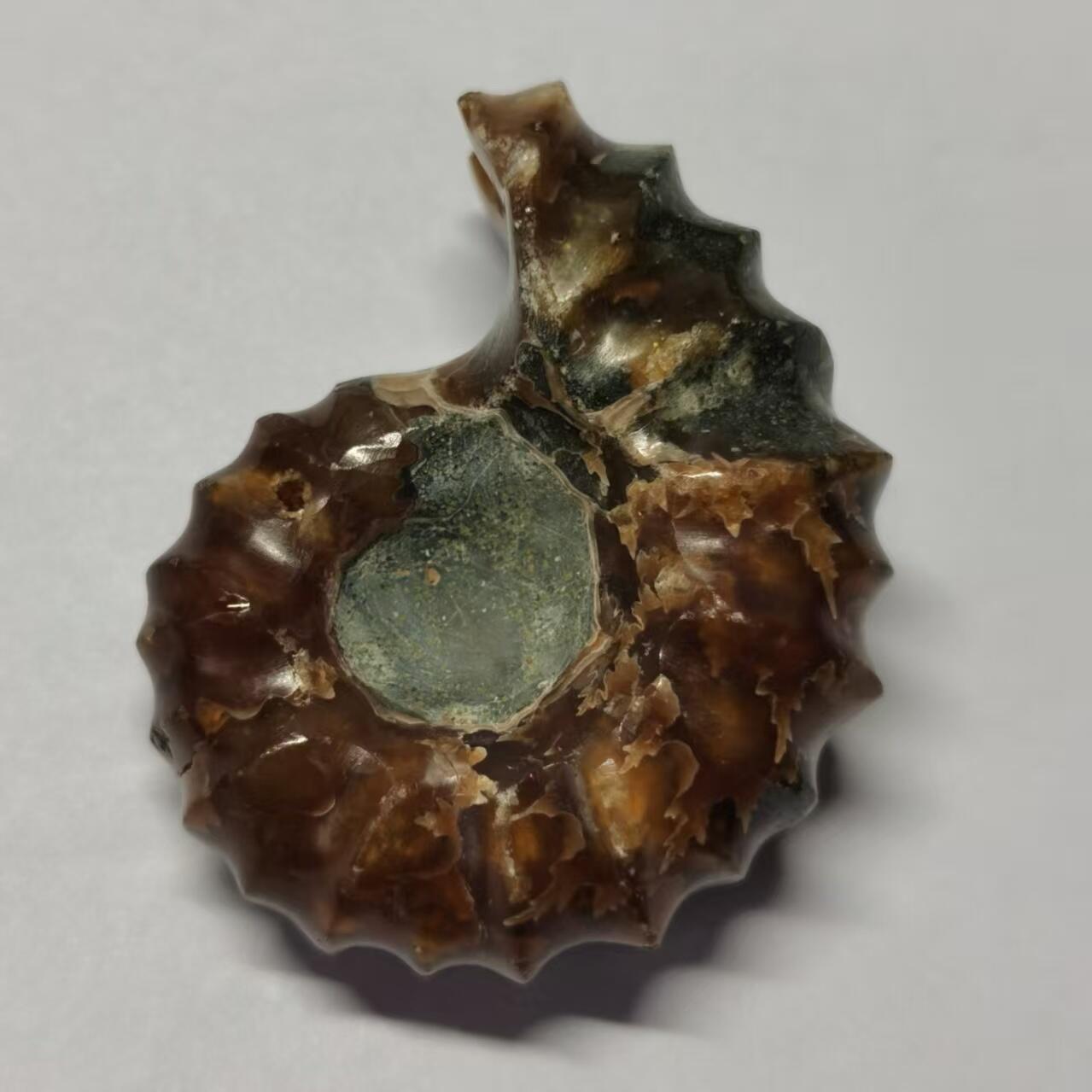 七河·藏家水晶矿标化石小拍（总第41期） 藏家出品 X793（17）马达加斯加中生代白垩纪羊角螺菊石化石