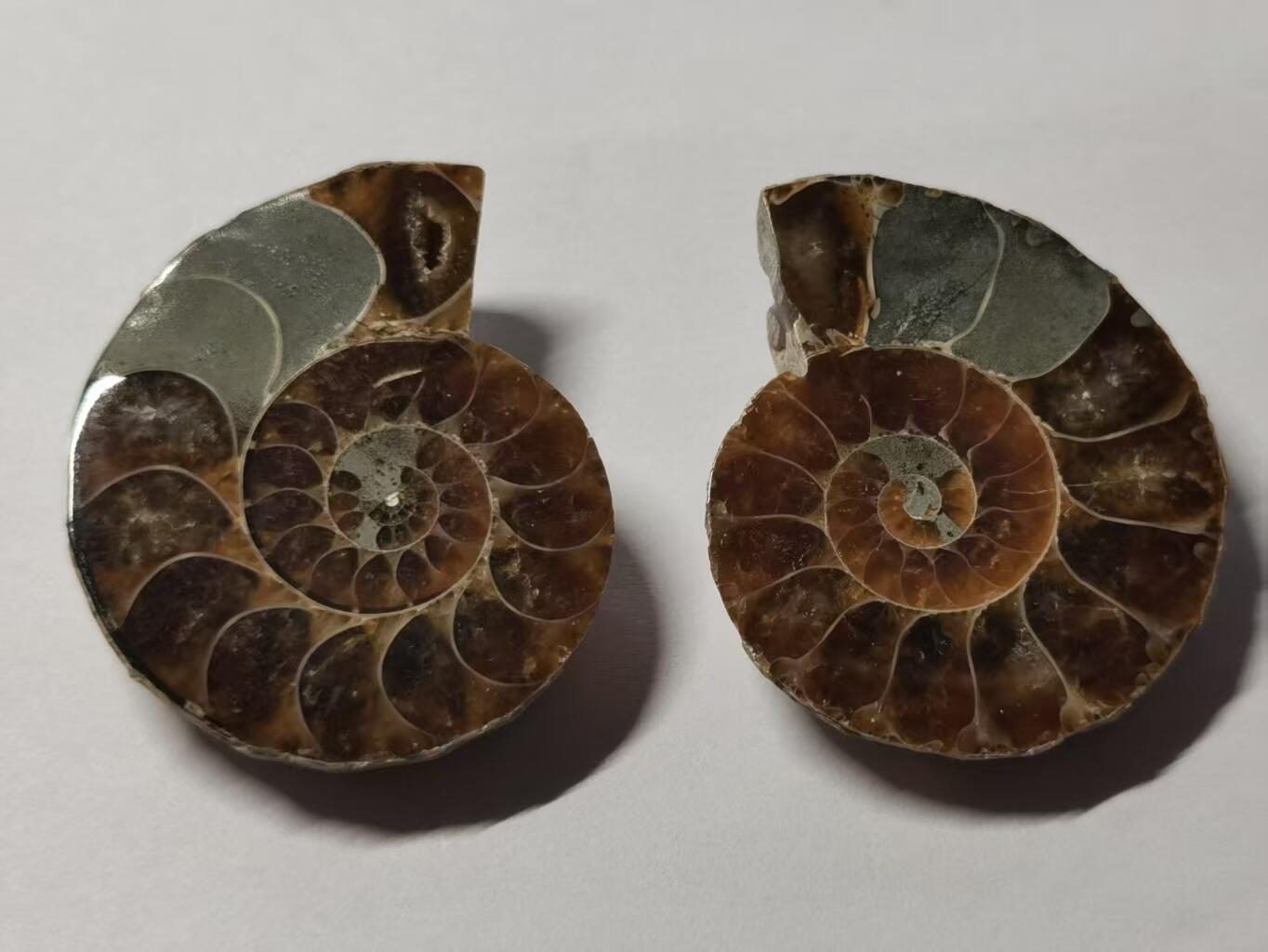 七河·藏家水晶矿标化石小拍（总第41期） 藏家出品X776（12）漂亮光泽！马达加斯加中生代菊石化石对开品 