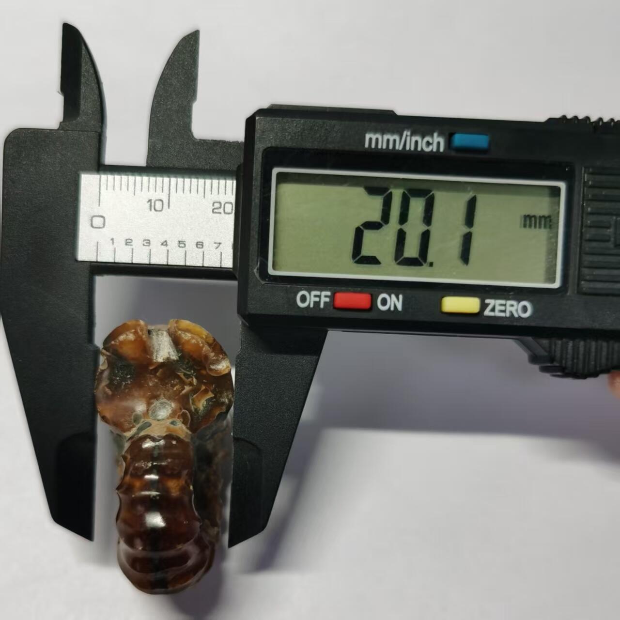 七河·藏家水晶矿标化石小拍（总第41期） 藏家出品 X793（17）马达加斯加中生代白垩纪羊角螺菊石化石