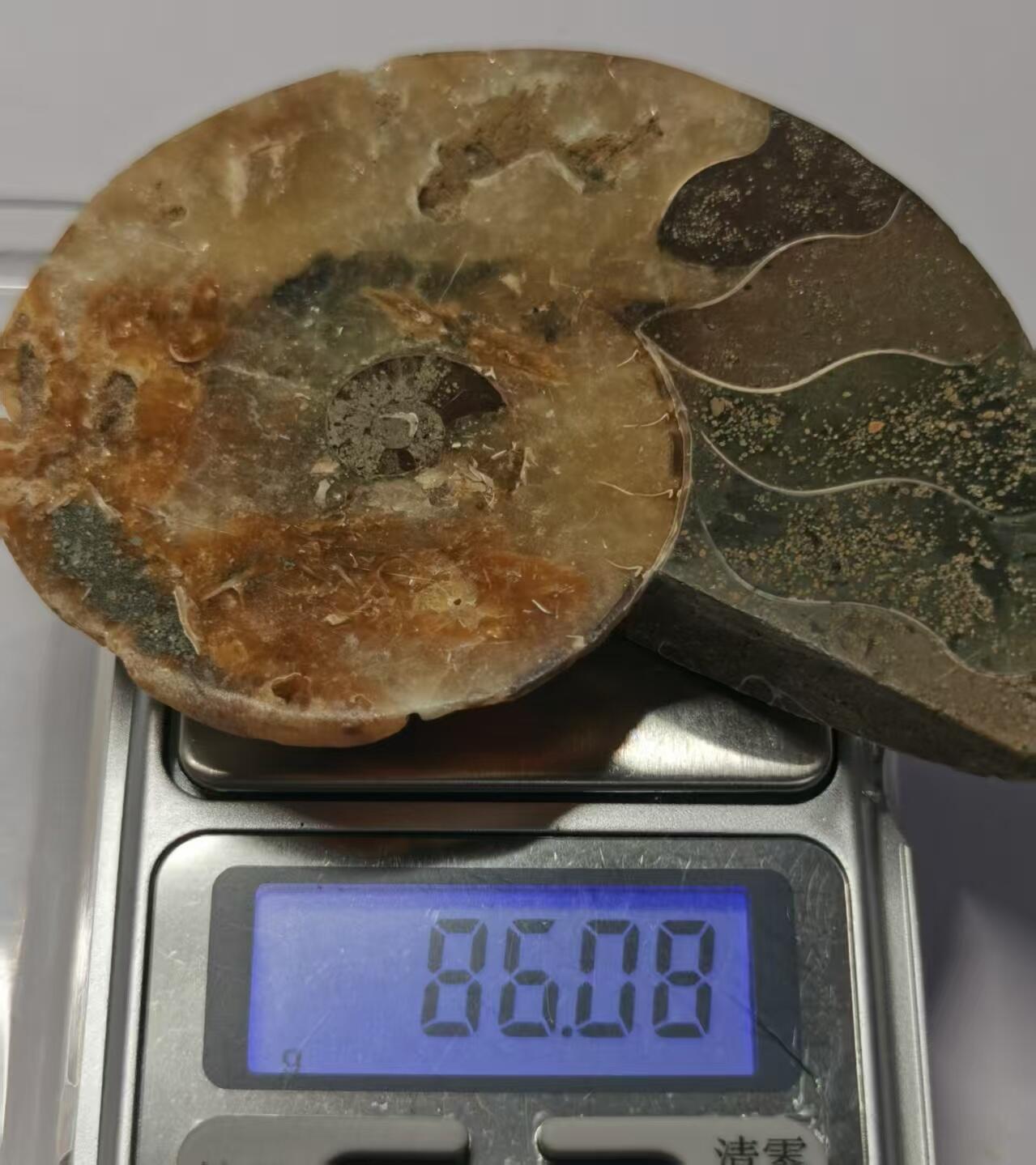 七河·藏家水晶矿标化石小拍（总第41期） 藏家出品 X770（4）比较大块头的 马达加斯加中生代菊石化石切片一件 