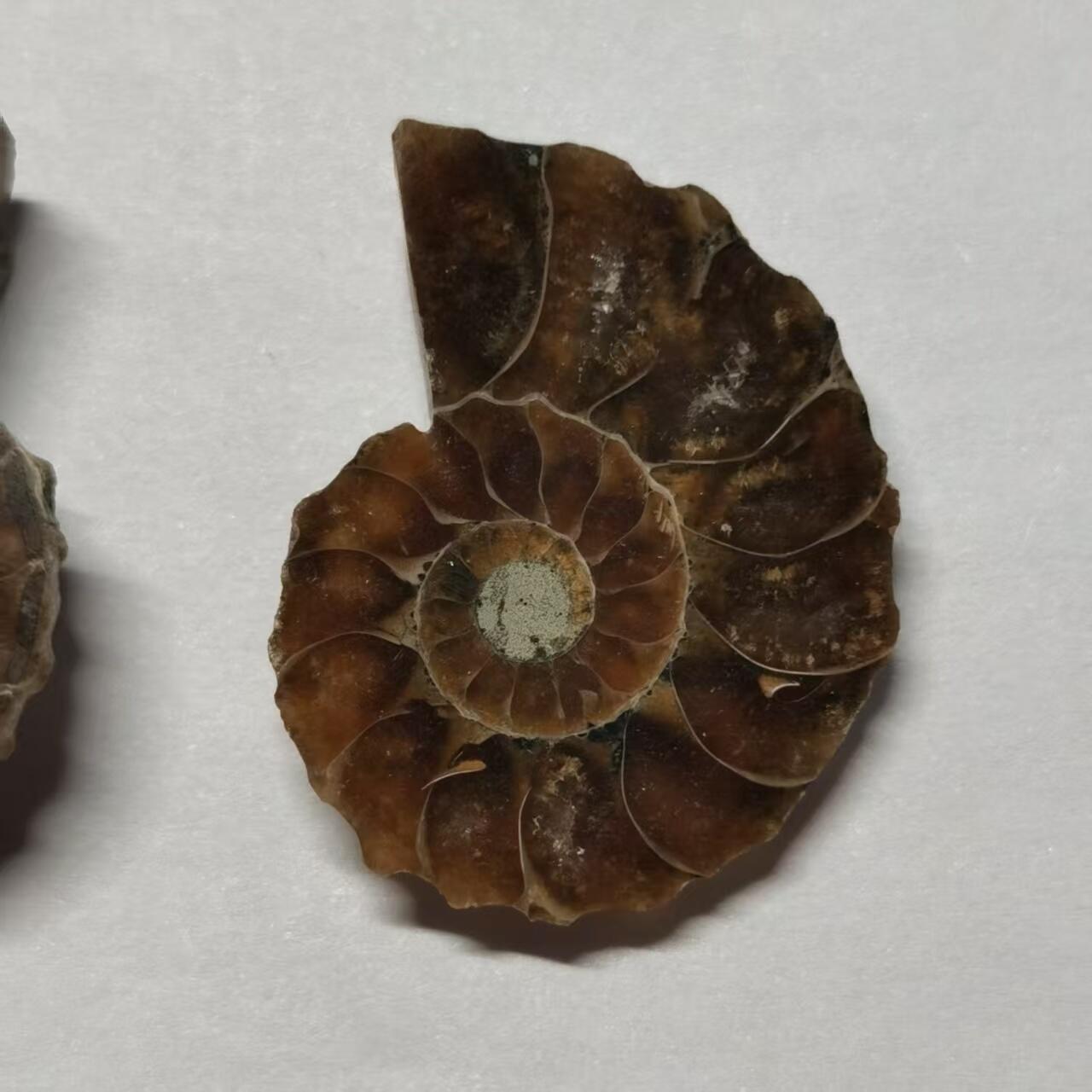 七河·藏家水晶矿标化石小拍（总第41期）