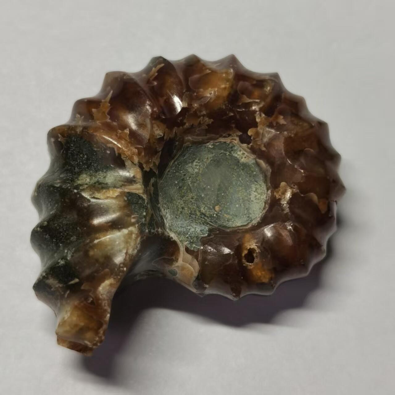 七河·藏家水晶矿标化石小拍（总第41期） 藏家出品 X793（17）马达加斯加中生代白垩纪羊角螺菊石化石