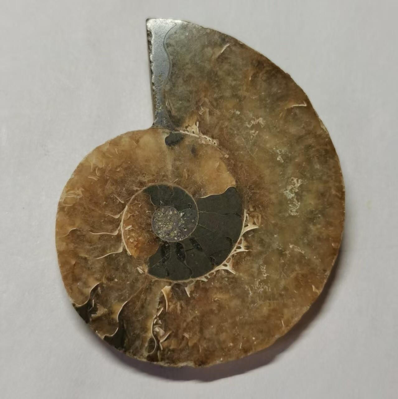 七河·藏家水晶矿标化石小拍（总第41期） 藏家出品 X773（4）马达加斯加中生代菊石化石切片一件 