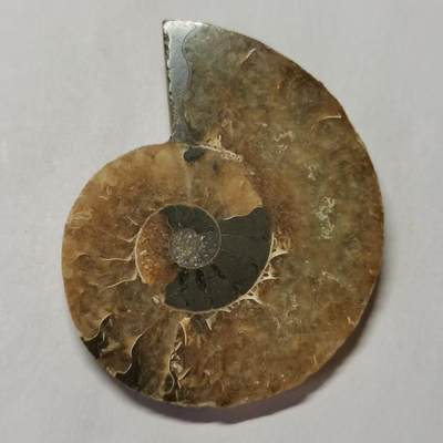 七河·藏家水晶矿标化石小拍（总第41期） - 藏家出品 X773（4）马达加斯加中生代菊石化石切片一件 