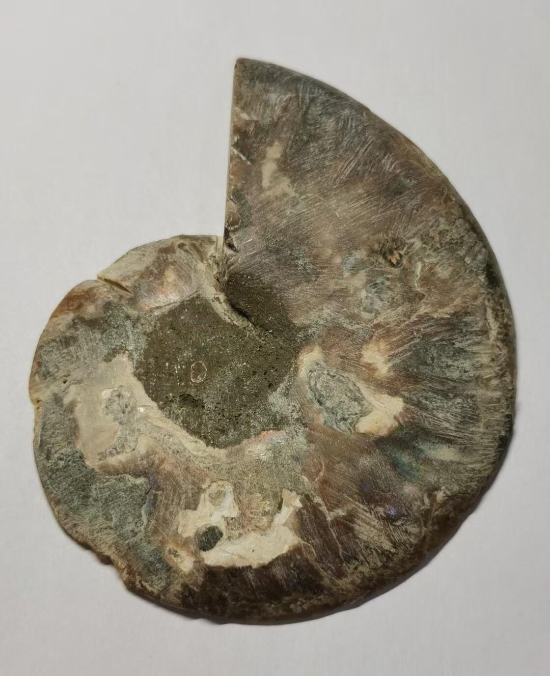 七河·藏家水晶矿标化石小拍（总第41期） 藏家出品 X770（4）比较大块头的 马达加斯加中生代菊石化石切片一件 