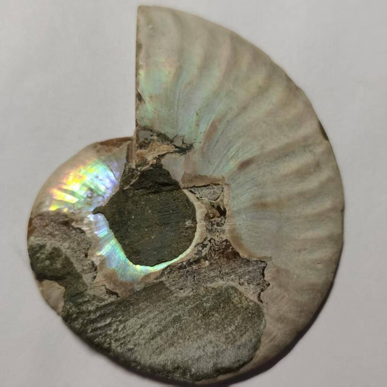 七河·藏家水晶矿标化石小拍（总第41期）