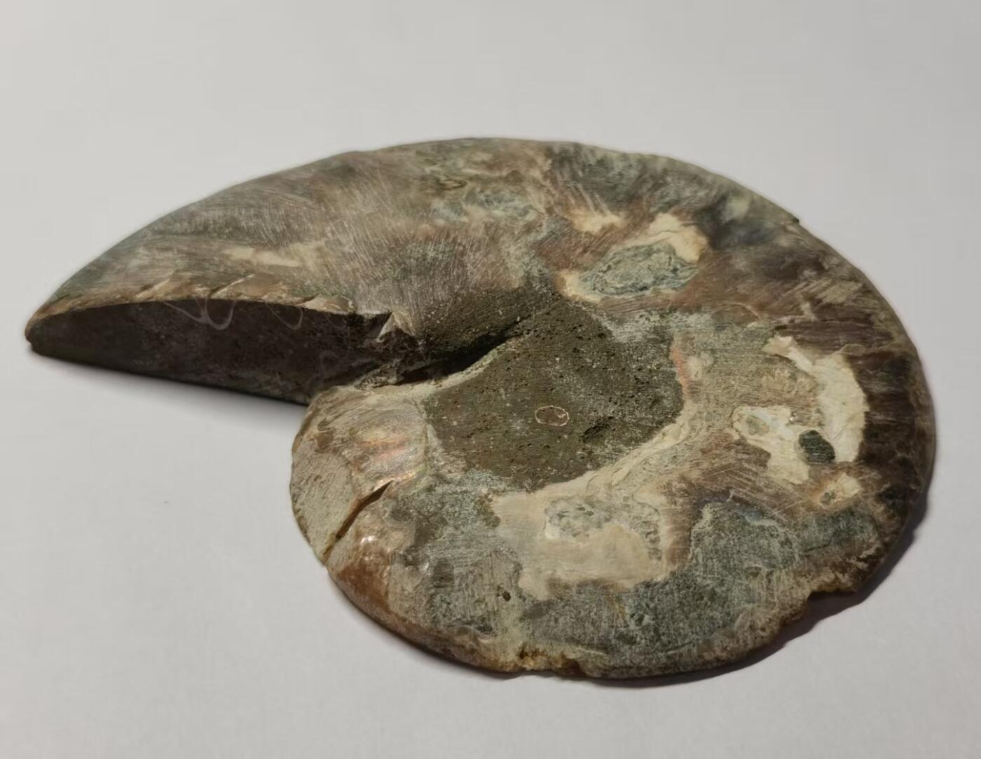 七河·藏家水晶矿标化石小拍（总第41期） 藏家出品 X770（4）比较大块头的 马达加斯加中生代菊石化石切片一件 