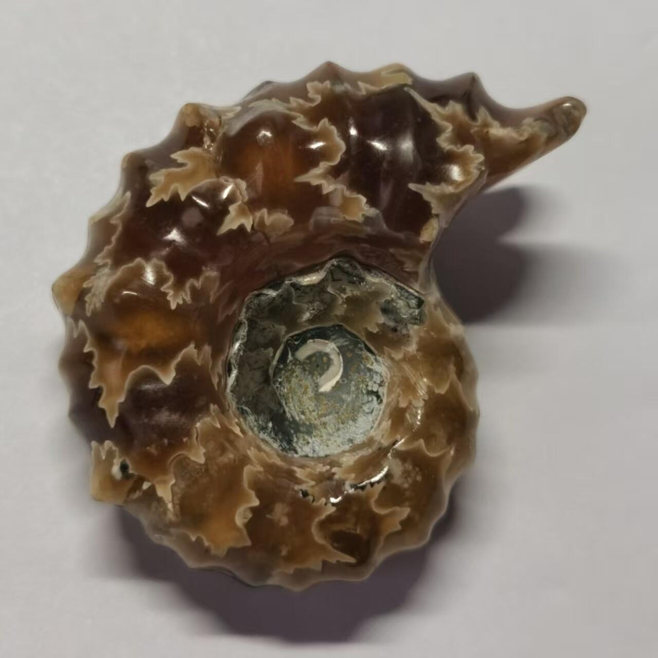 七河·藏家水晶矿标化石小拍（总第41期） 藏家出品 X792（17）马达加斯加中生代白垩纪羊角螺菊石化石