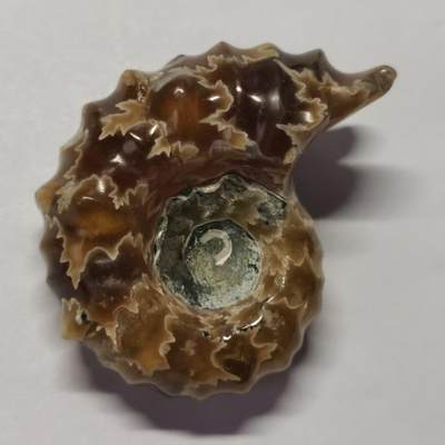 七河·藏家水晶矿标化石小拍（总第41期） - 藏家出品 X792（17）马达加斯加中生代白垩纪羊角螺菊石化石