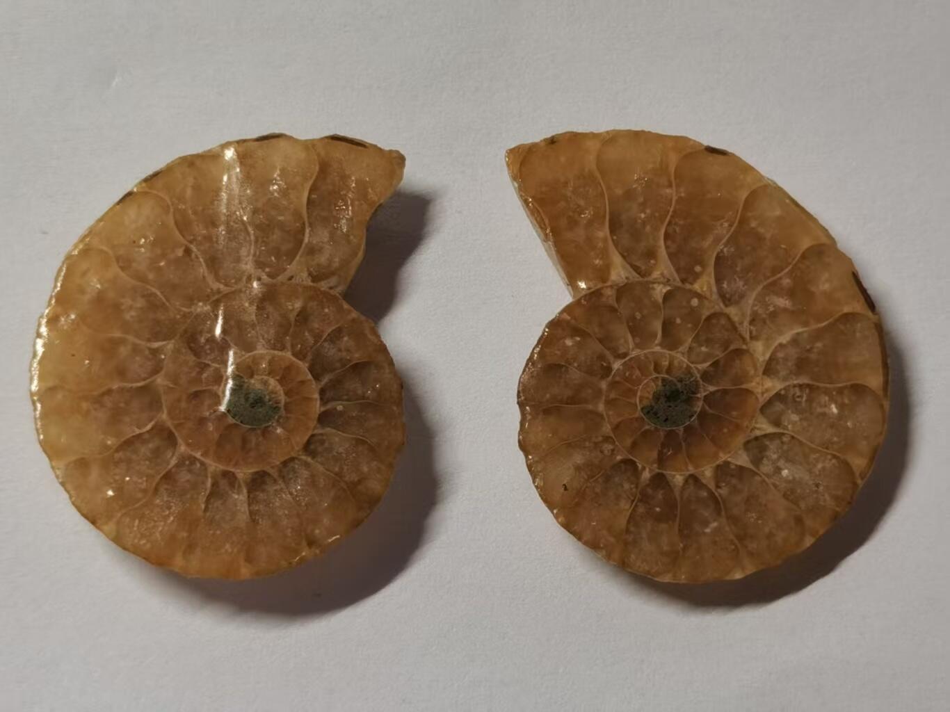 七河·藏家水晶矿标化石小拍（总第41期）