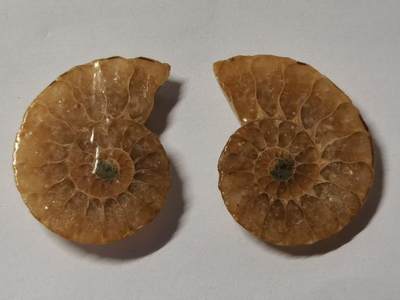 七河·藏家水晶矿标化石小拍（总第41期） - 藏家出品X777（3）马达加斯加中生代菊石化石对开品