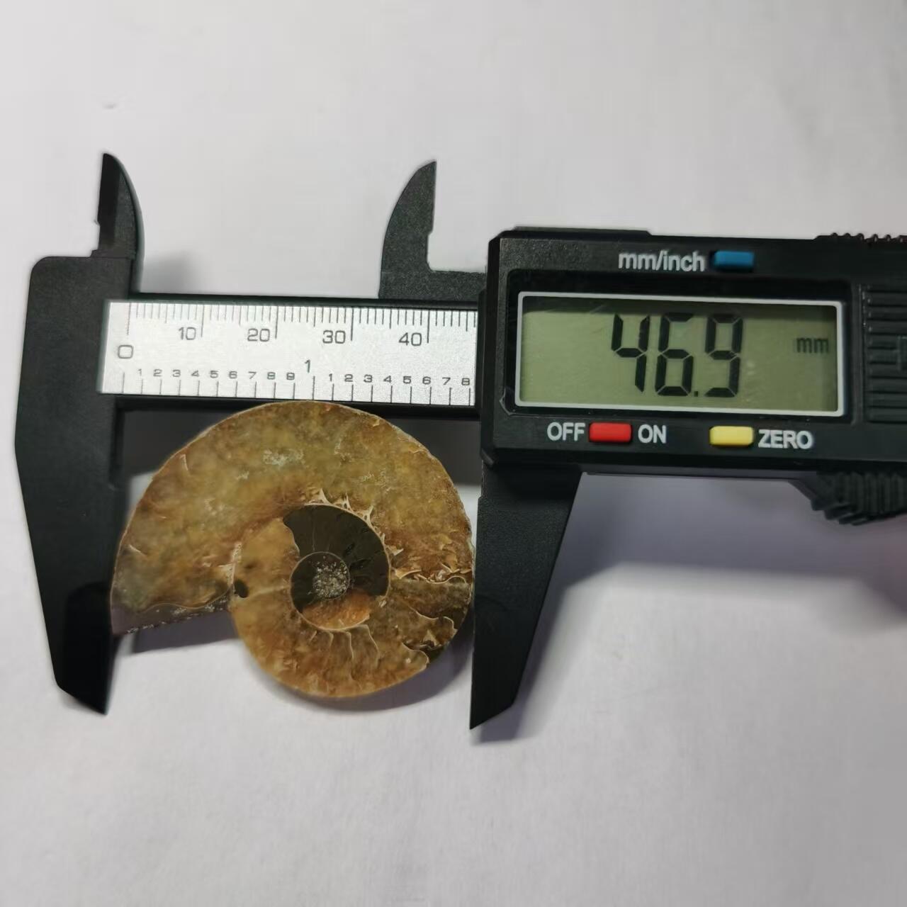 七河·藏家水晶矿标化石小拍（总第41期） 藏家出品 X773（4）马达加斯加中生代菊石化石切片一件 