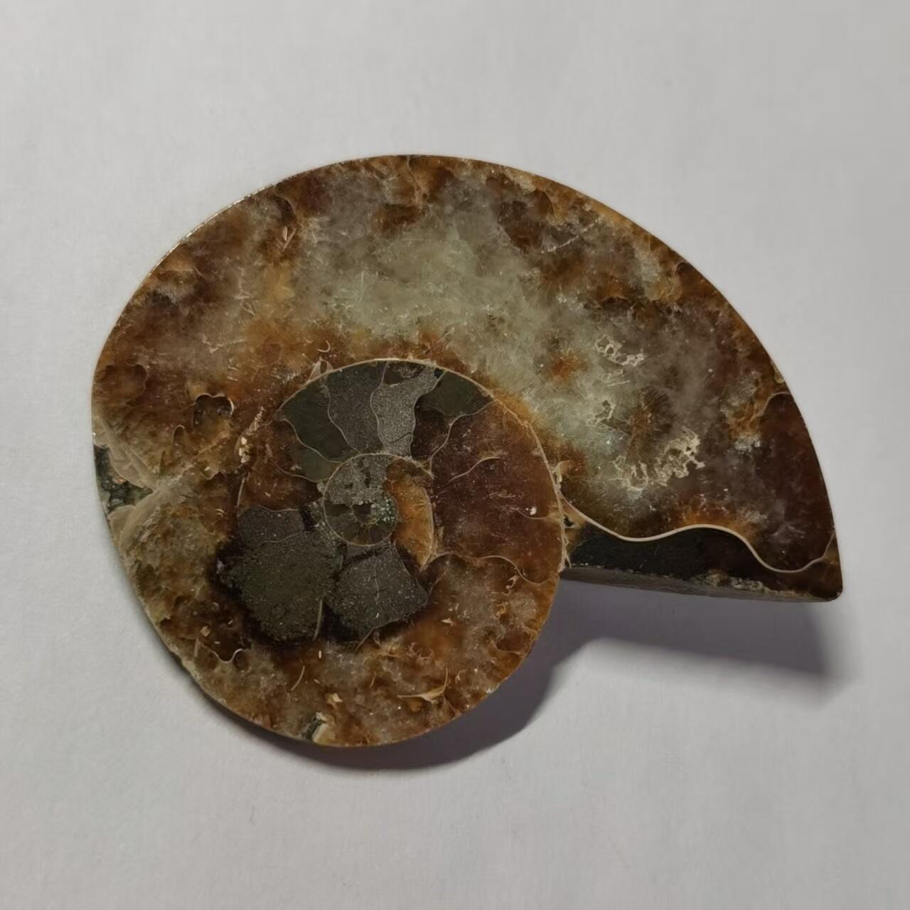 七河·藏家水晶矿标化石小拍（总第41期）