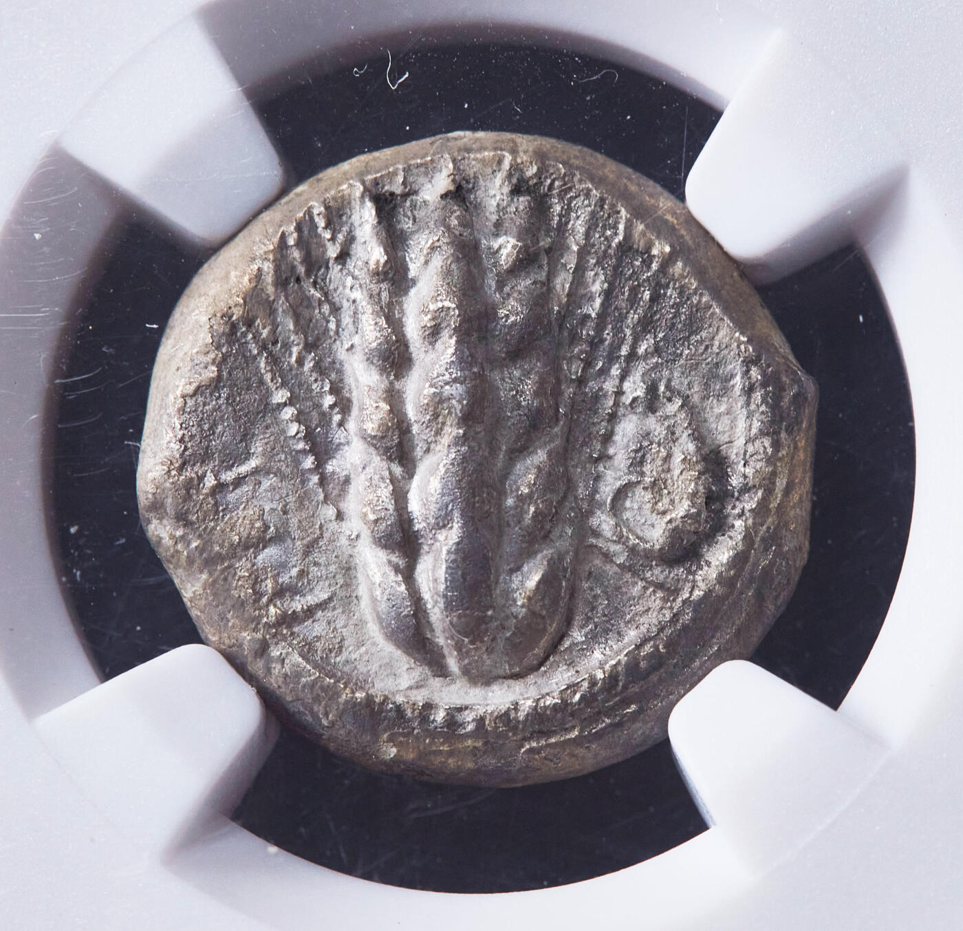 【俄甄集藏】2026年(049)03-18星期三 晚 19:30 全场包邮 古希腊卢卡尼亚地区梅塔蓬城公元前470-前440年1斯塔特大麦麦穗公羊首银币，NGC ChVF，正面一株大麦穗，左侧币文为地名梅塔蓬城，右侧羊首，背面内凹大麦穗图案，大正清晰，底光犹存