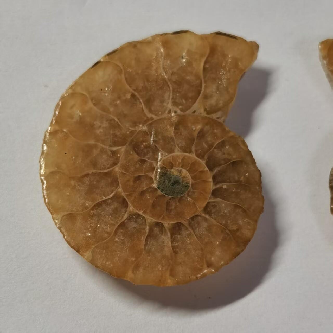 七河·藏家水晶矿标化石小拍（总第41期）