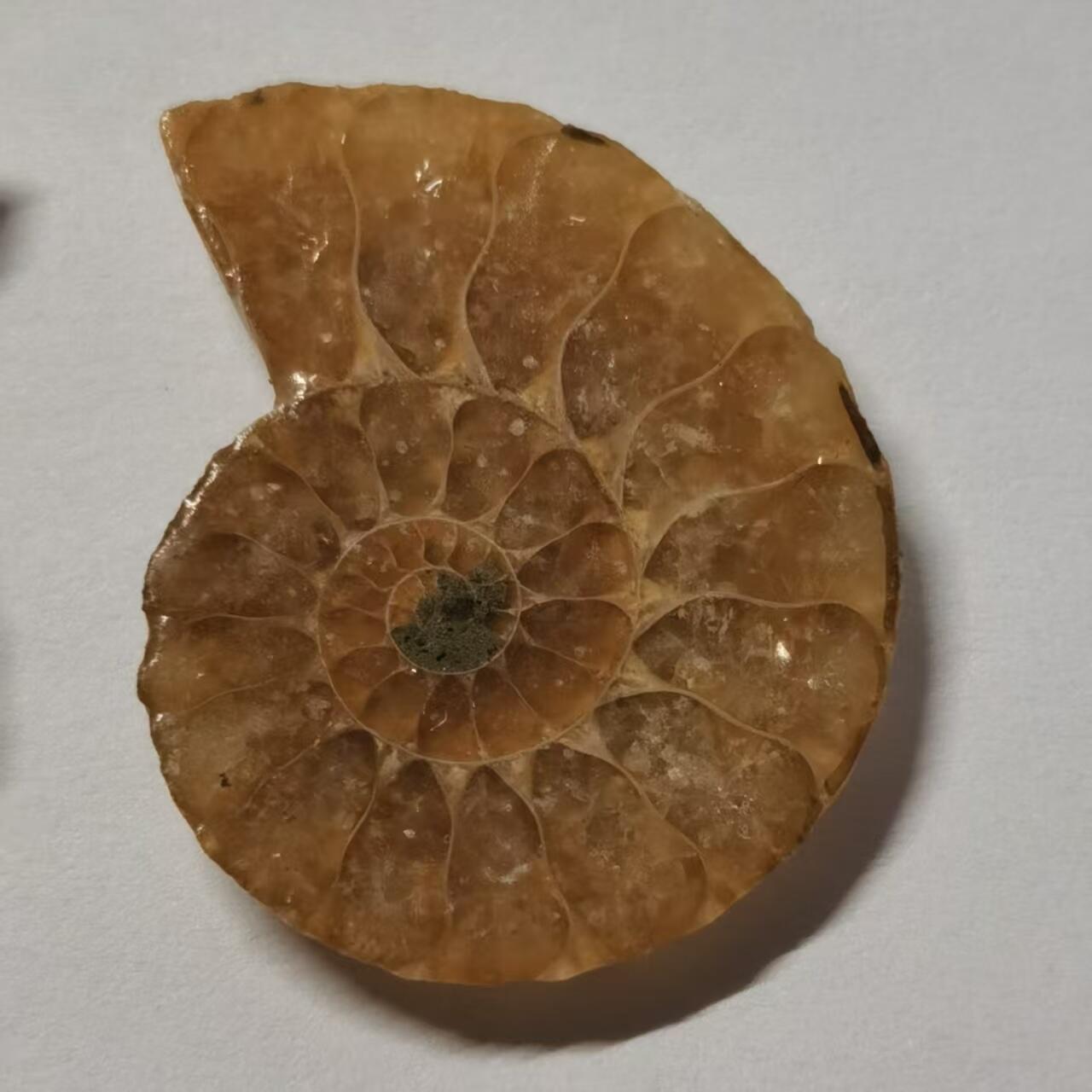 七河·藏家水晶矿标化石小拍（总第41期）