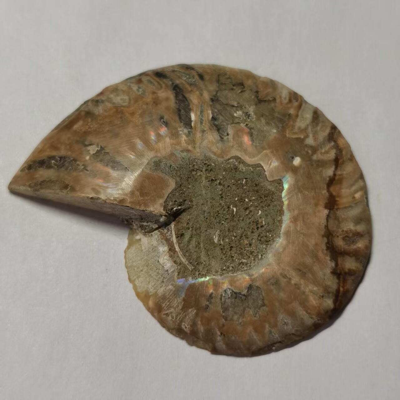 七河·藏家水晶矿标化石小拍（总第41期）