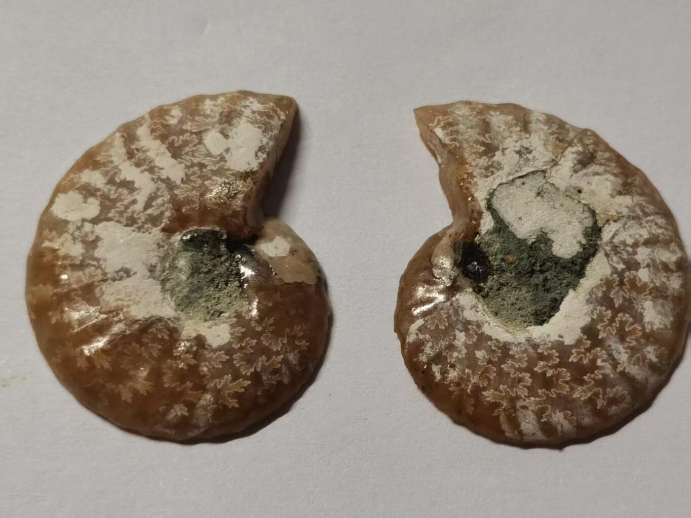 七河·藏家水晶矿标化石小拍（总第41期）