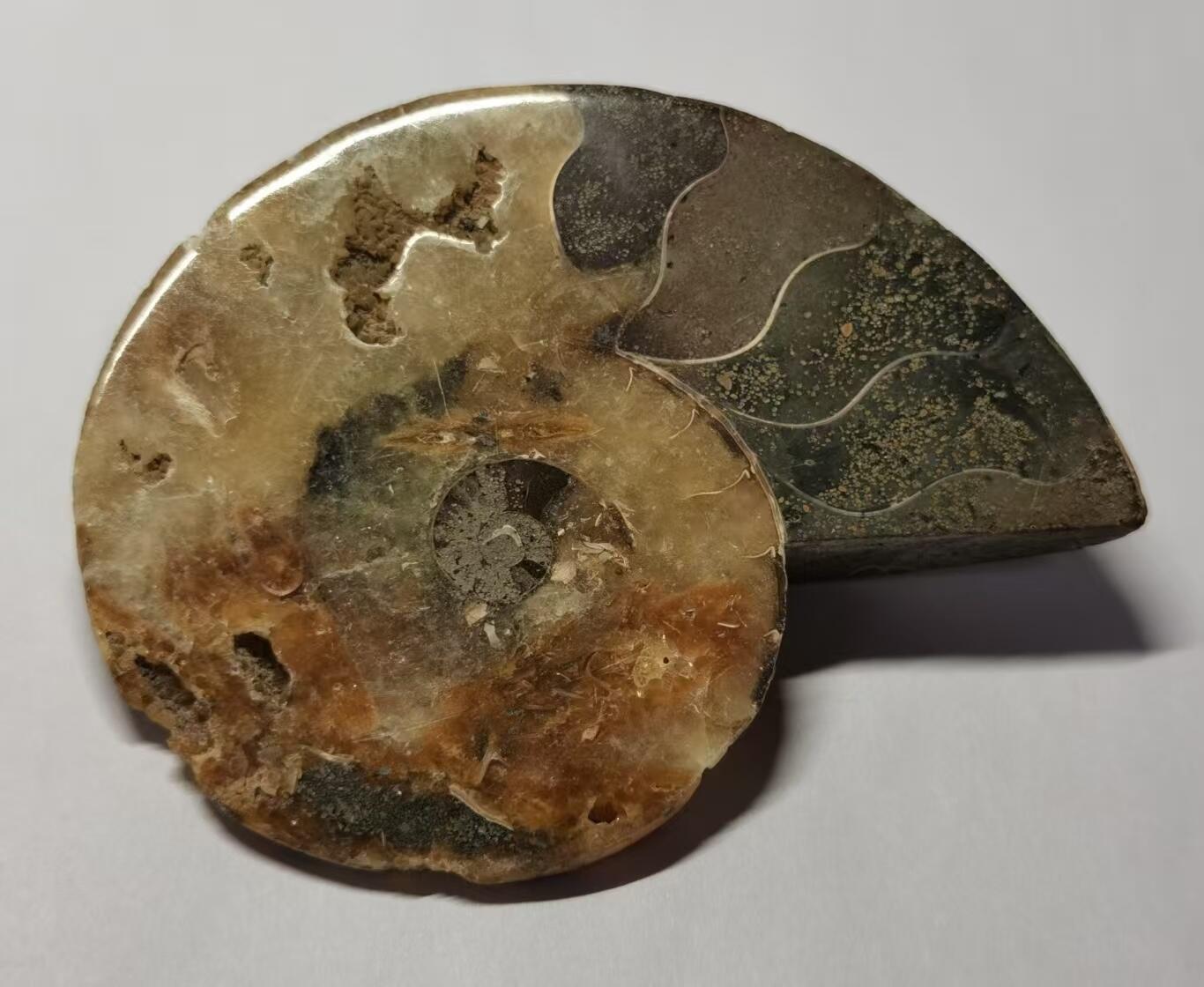 七河·藏家水晶矿标化石小拍（总第41期） 藏家出品 X770（4）比较大块头的 马达加斯加中生代菊石化石切片一件 