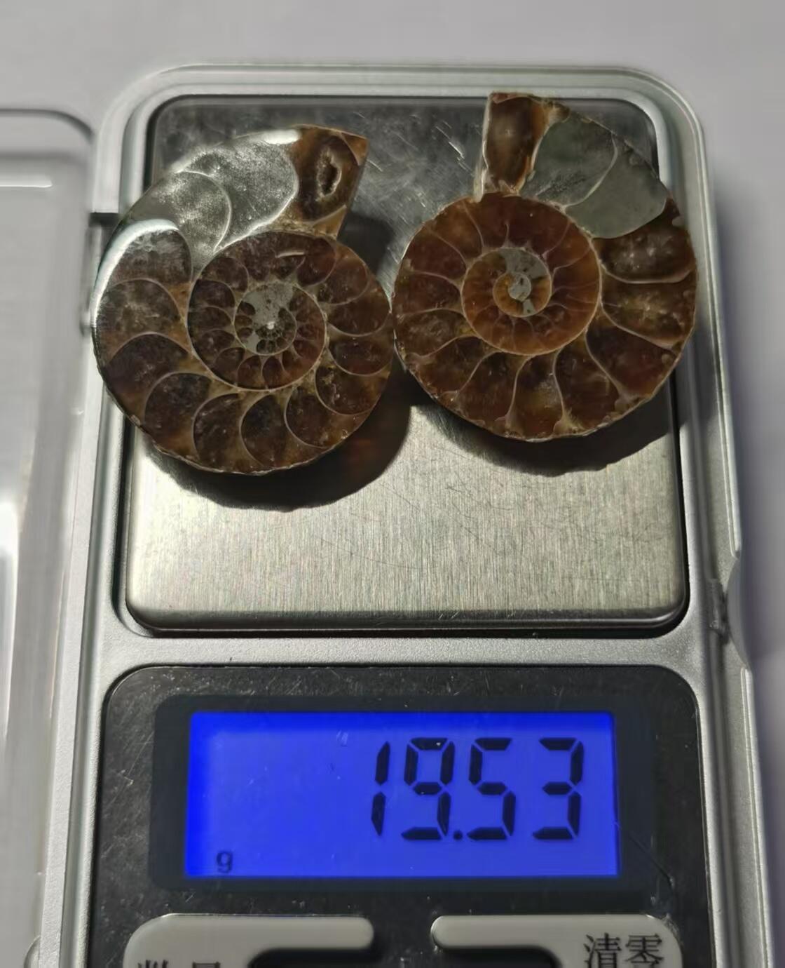 七河·藏家水晶矿标化石小拍（总第41期） 藏家出品X776（12）漂亮光泽！马达加斯加中生代菊石化石对开品 