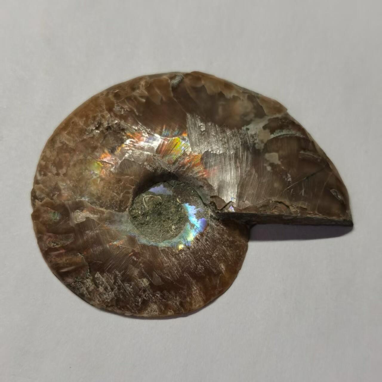 七河·藏家水晶矿标化石小拍（总第41期） 藏家出品 X773（4）马达加斯加中生代菊石化石切片一件 