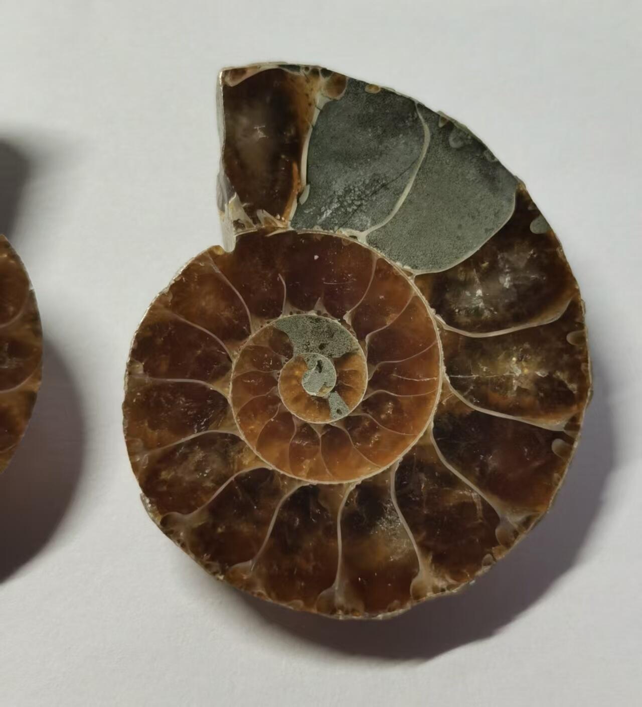 七河·藏家水晶矿标化石小拍（总第41期） 藏家出品X776（12）漂亮光泽！马达加斯加中生代菊石化石对开品 