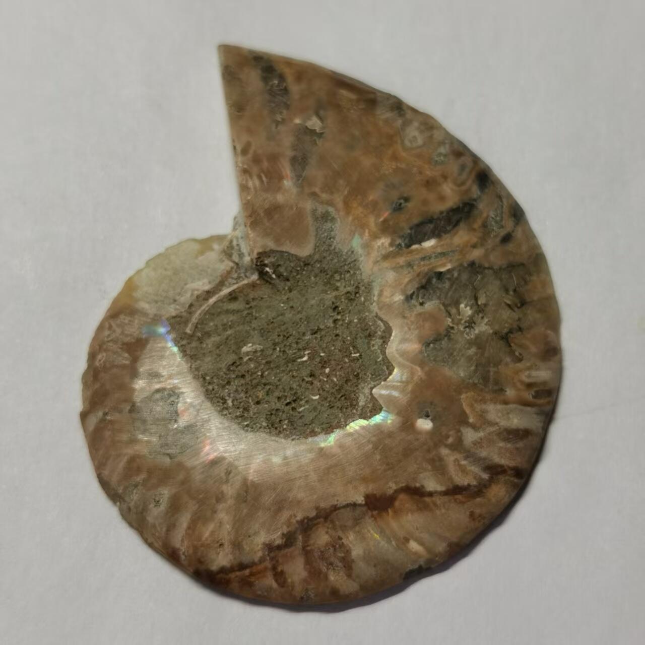 七河·藏家水晶矿标化石小拍（总第41期）