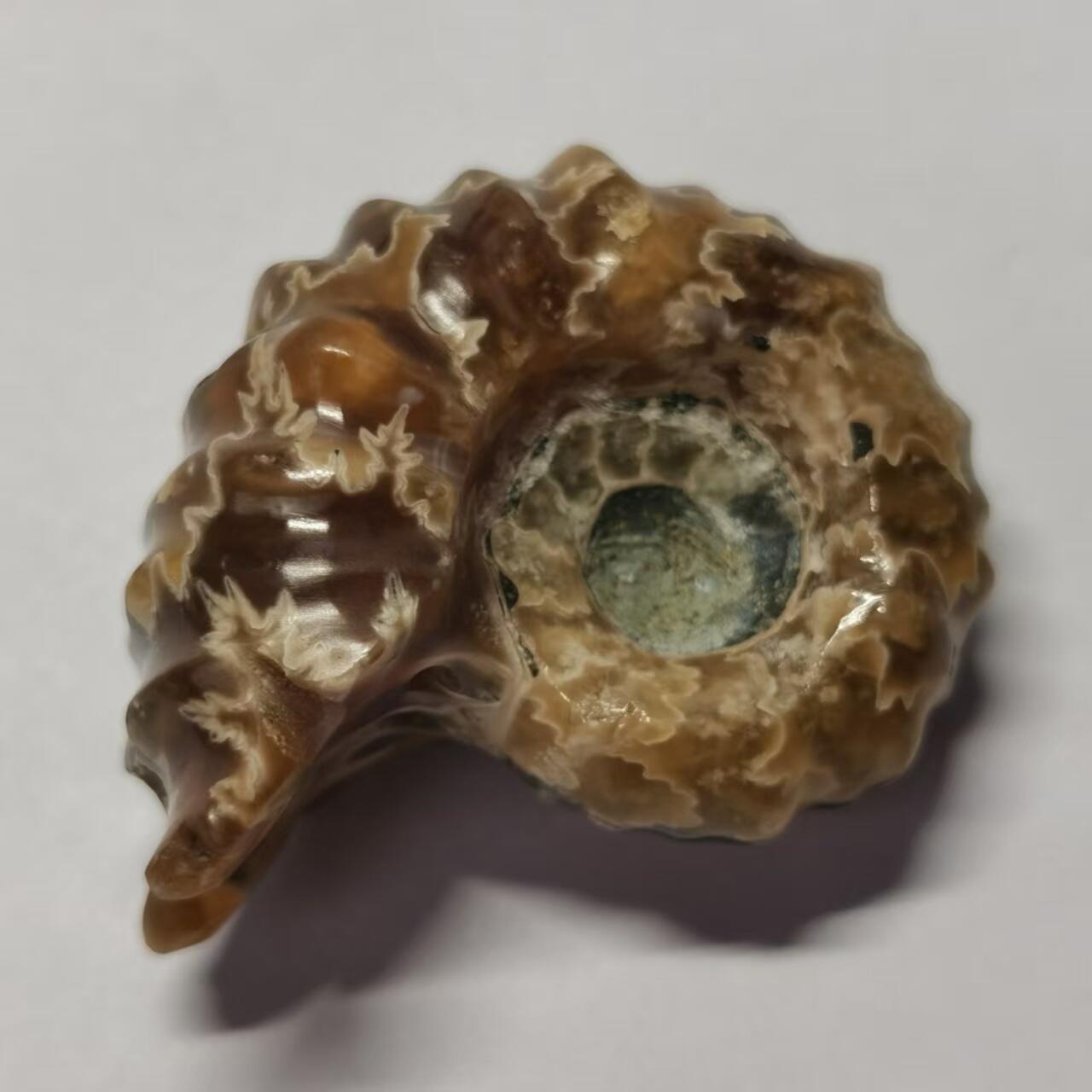 七河·藏家水晶矿标化石小拍（总第41期） 藏家出品 X792（17）马达加斯加中生代白垩纪羊角螺菊石化石