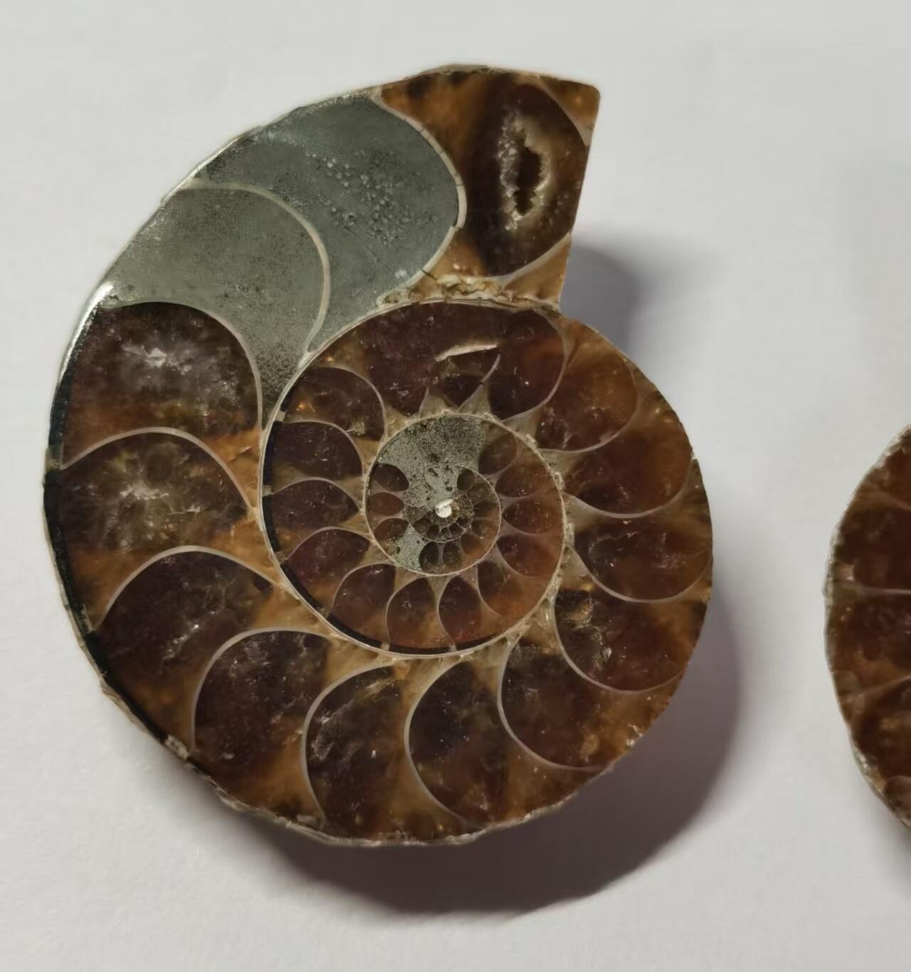 七河·藏家水晶矿标化石小拍（总第41期） 藏家出品X776（12）漂亮光泽！马达加斯加中生代菊石化石对开品 