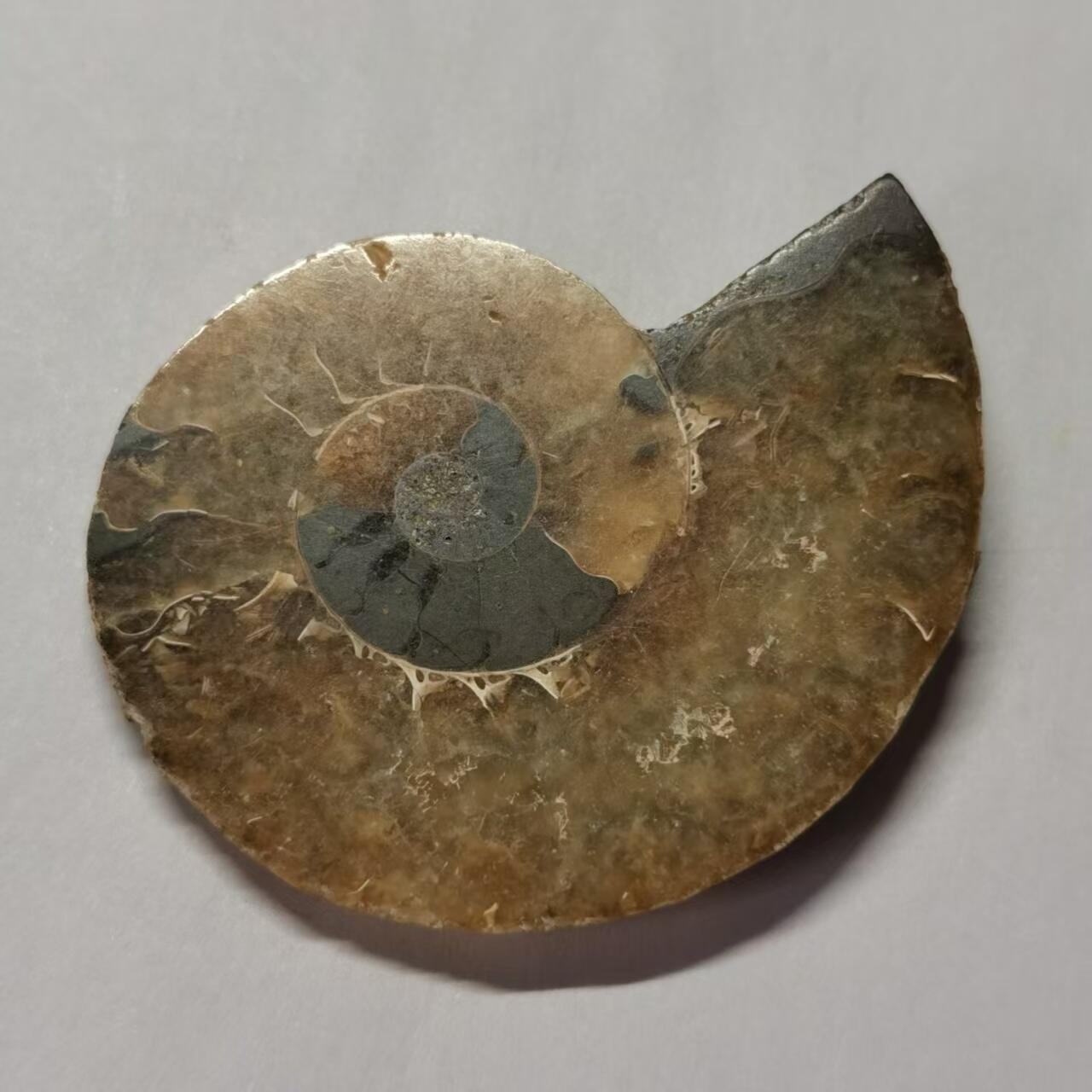 七河·藏家水晶矿标化石小拍（总第41期） 藏家出品 X773（4）马达加斯加中生代菊石化石切片一件 