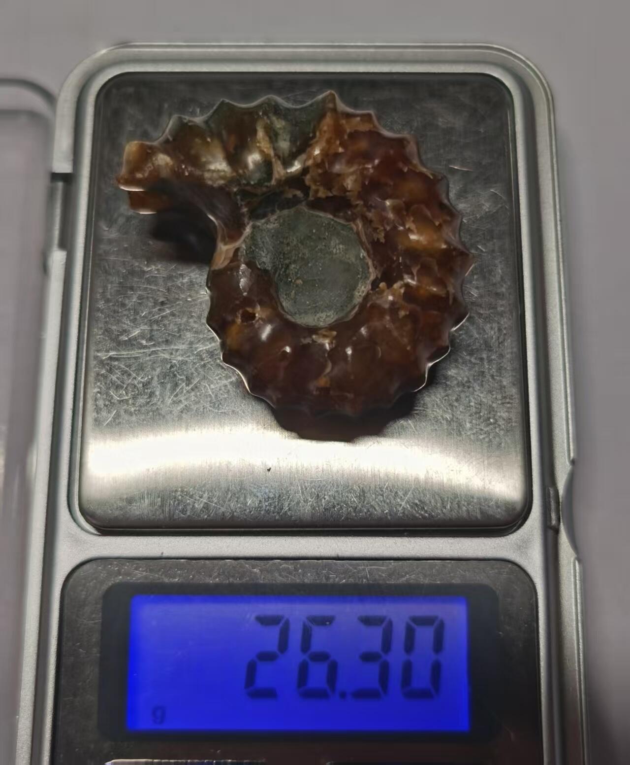 七河·藏家水晶矿标化石小拍（总第41期） 藏家出品 X793（17）马达加斯加中生代白垩纪羊角螺菊石化石