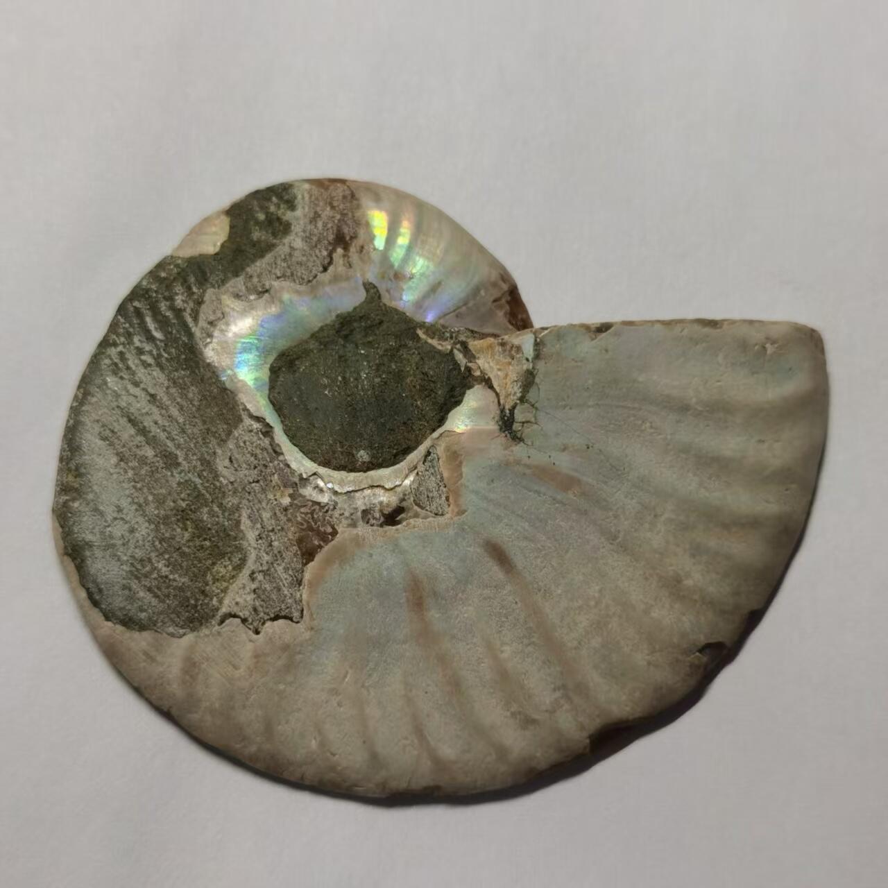 七河·藏家水晶矿标化石小拍（总第41期）