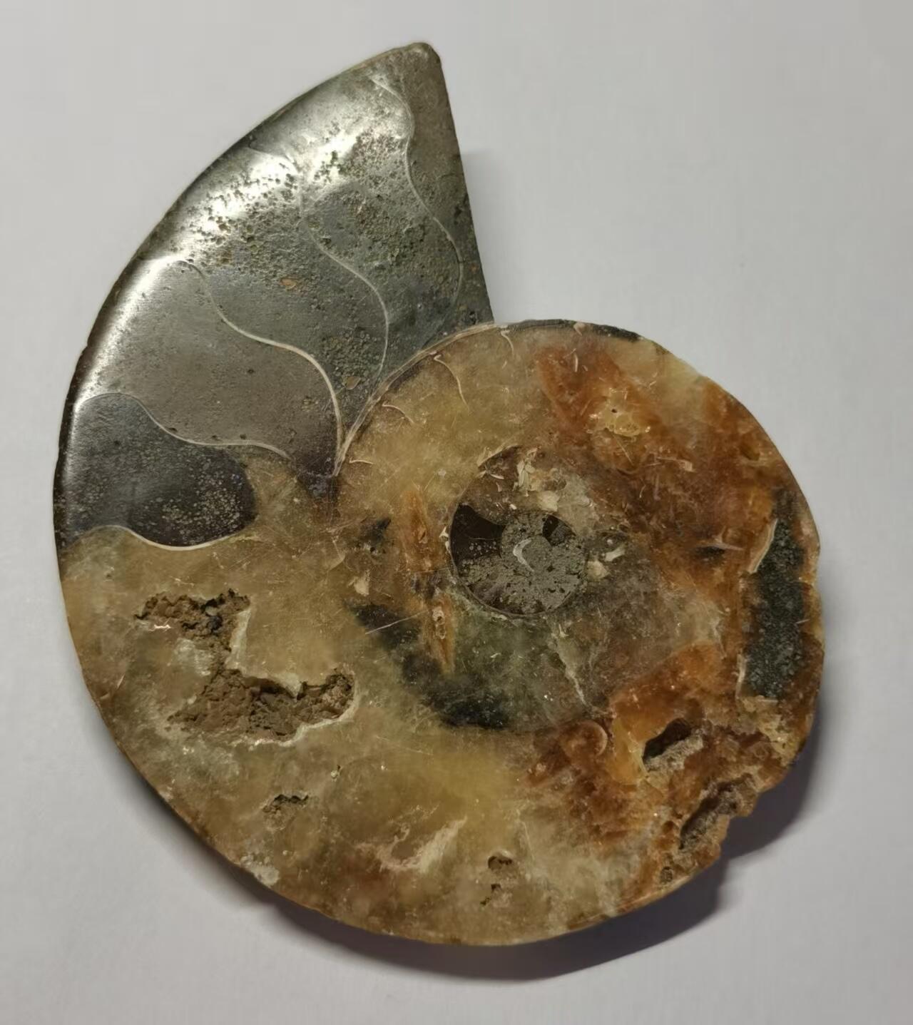 七河·藏家水晶矿标化石小拍（总第41期） 藏家出品 X770（4）比较大块头的 马达加斯加中生代菊石化石切片一件 