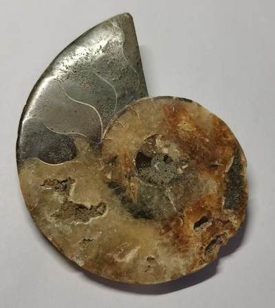 七河·藏家水晶矿标化石小拍（总第41期） - 藏家出品 X770（4）比较大块头的 马达加斯加中生代菊石化石切片一件 