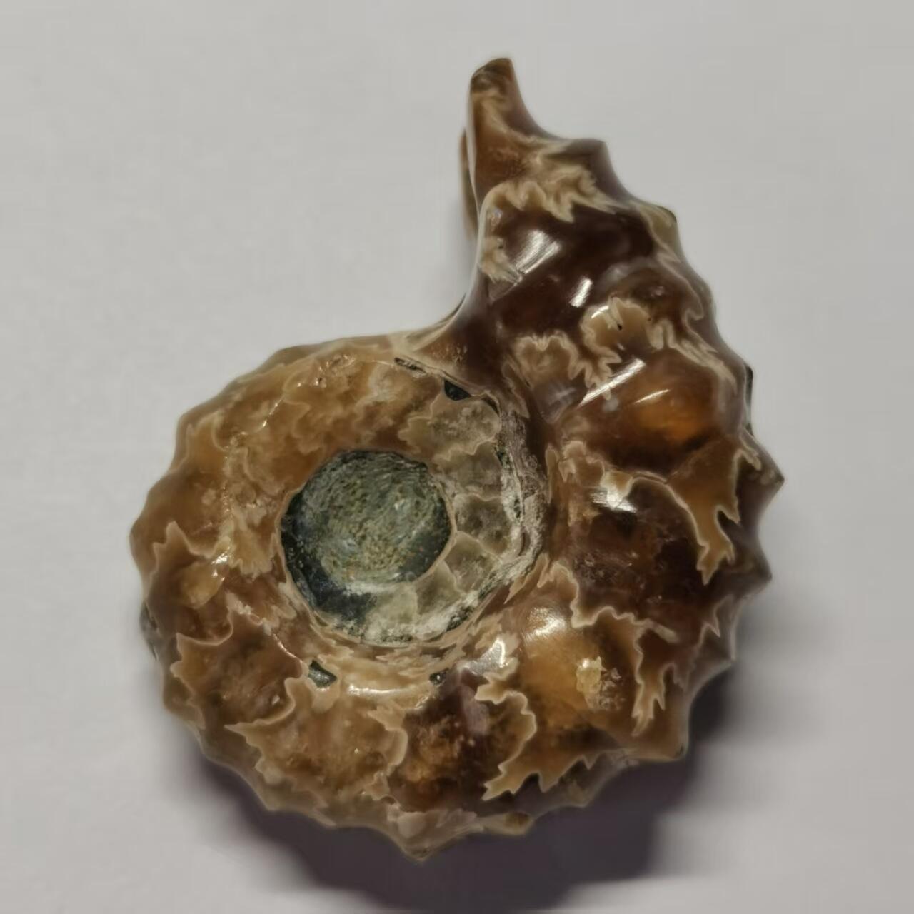 七河·藏家水晶矿标化石小拍（总第41期） 藏家出品 X792（17）马达加斯加中生代白垩纪羊角螺菊石化石