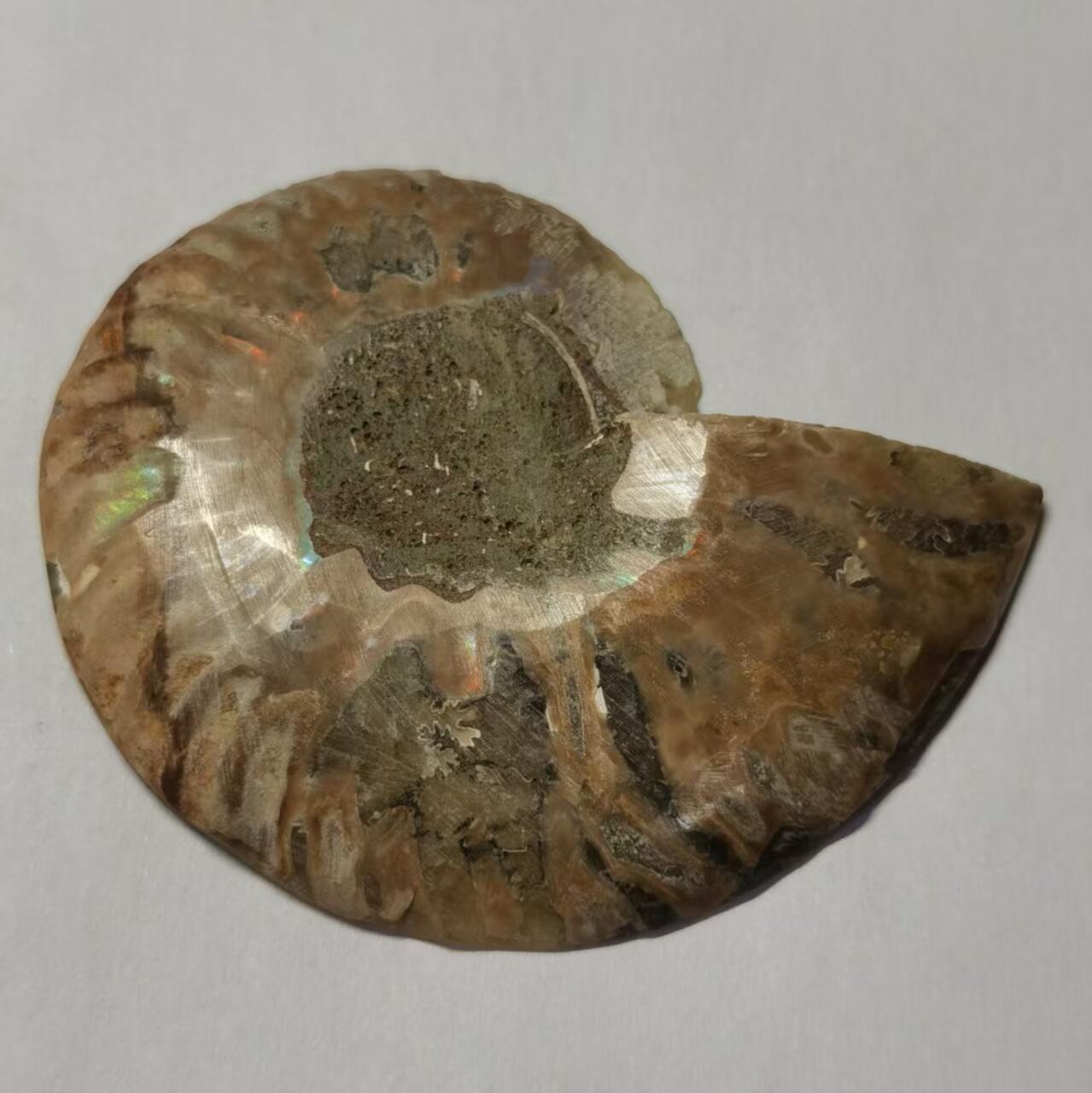 七河·藏家水晶矿标化石小拍（总第41期）