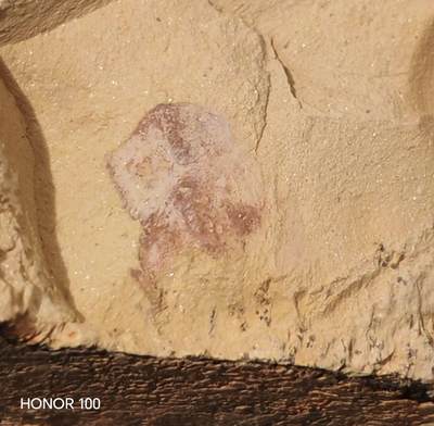 杂件，不寄存 -  曳鳃动物化石  保存难度大完整稀少 是一类古老的蠕形动物寒武纪，在马龙动。